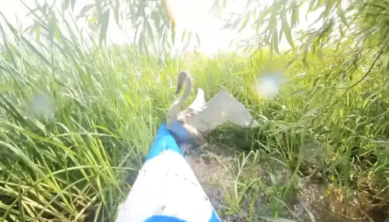 Kayaker Does A Double Take When He Spots An Injured Animal In The Reeds