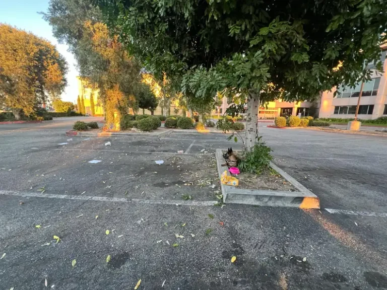 Dog Abandoned With All Her Belongings Has No Idea Where Her Family Went