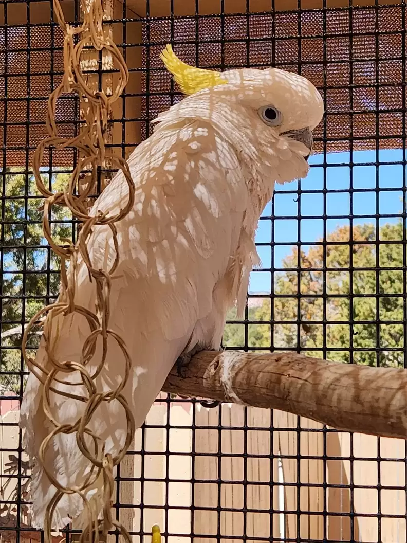 Tilly the Cockatoo: Finding Joy in the Rhythm of the ’80s