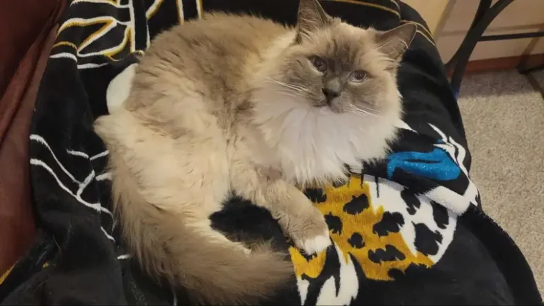 A Man, His Cat, And A Lifetime of Love: Recreating A Memory After 20 Years
