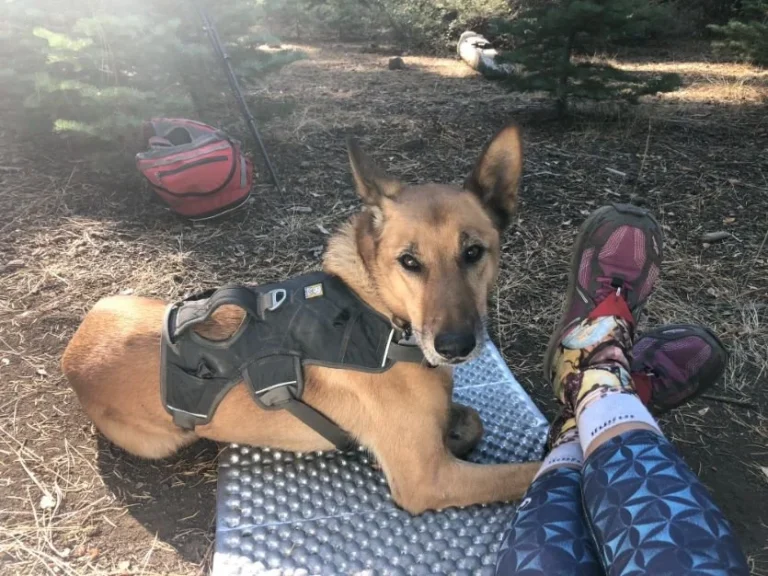 A Trail of Hope: How Hikers and Strangers United to Save Koco the Shepherd