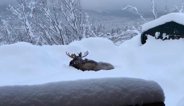 When a Curious Dog Met a “Mystery Beast” in the Driveway