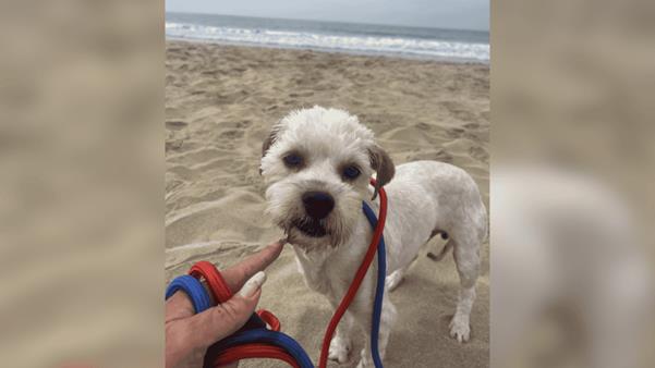 The Quiet Observer: A Homeless Dog’s Invisible Existence at the Drive-Thru