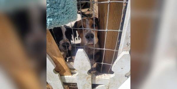 The Silent Plea: Rescue for the Timid Dogs Trapped Behind the Fence