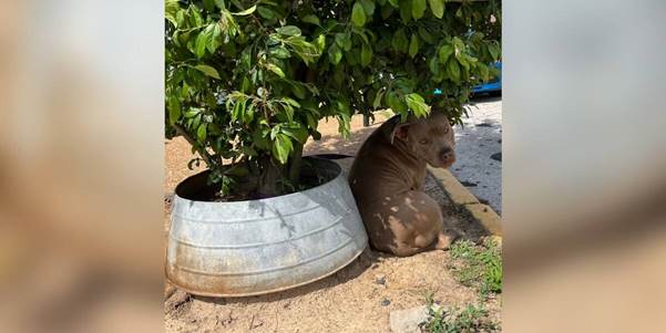 Magnolia Betrayal: Abandoned Dog Waits for a Family That Isn’t Coming