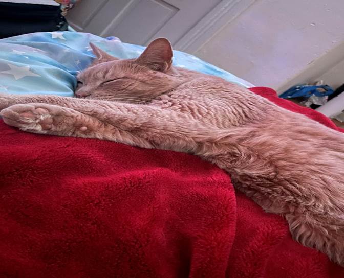 The Last Hope: A Shelter Cat’s Desperate Plea Finds a Happy Ending