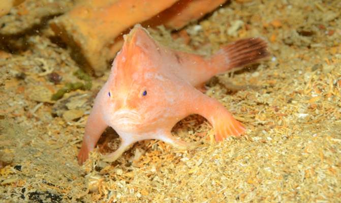 The Unexpected Resident: Deep-Sea Divers Discover a Critically Rare Reef Fish Thriving in a Sunken World War II Wreck
