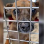 Five Returns: The Shelter Puppy Who Never Stopped Pleading for His Forever Home