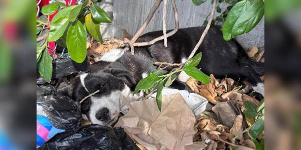 The Sentinels: How One Dog Turned a Pile of Trash into a Quiet Signal for Rescue