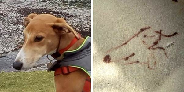 Erik’s Brown Masterpiece: A Study in Canine Chaos and Accidental Genius