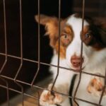 Echo’s Quiet Revolution: Escaping the Noise of the Shelter
