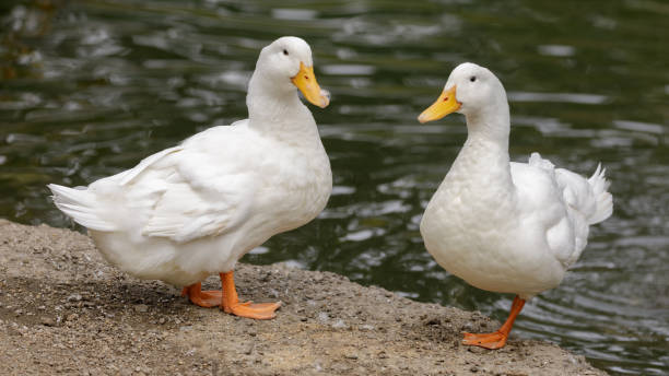 Rescuers Race to Golf Course to Save Two Abandoned Ducks in Michigan