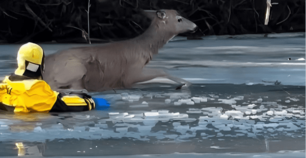 The Deer Trapped: A 200-Yard Break Through the Ice to Save a Fading Life
