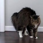 Cat Left Shocked After Her Fluffy Dog Friends Come Home Looking Completely Different