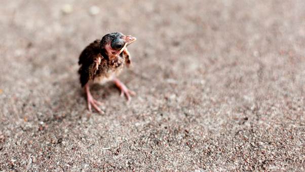 Journalist Spots Movement In A Storm Drain — Then Realizes A Tiny Life Needs Her Help