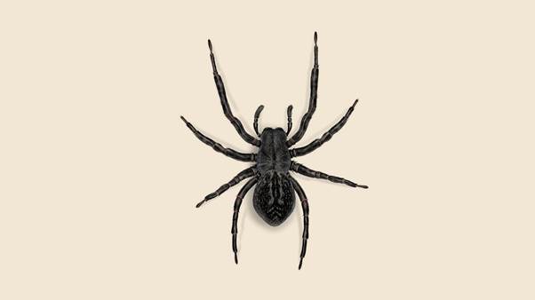 The Tiny Guest: How One Woman’s Friendship With A Bathroom Spider Changed Her View of Nature