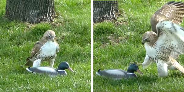 The Curious Hawk and the Fearless Duck: A Wildlife Encounter That Left Everyone Laughing