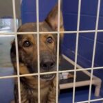 “Unicorn Dog” Left Heartbroken After No One Comes to Her Adoption Event