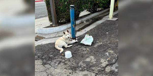 The Wait: A Snow-White Puppy Anchored to a Pole, Hoping for a Hand