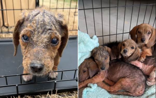 Abandoned Puppies Found in a Trash Bag Begin a Journey of Hope