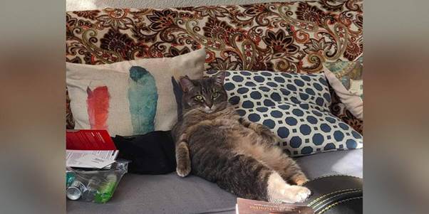 The Cat’s Verdict: My Roommate, The Ruiner of Routines