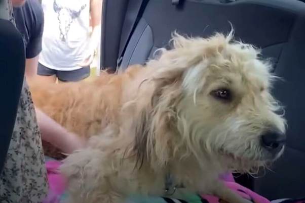 The Dog Who Wouldn’t Leave: Loyalty on the Median Strip