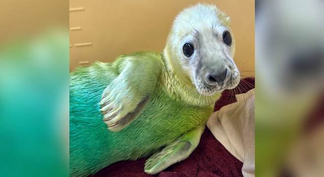 Tiny Seal Pup Saved from Coastal Storm