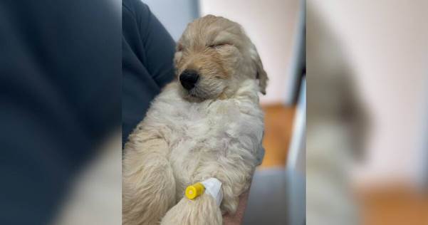 The Veterinarian’s Vow: The Puppy They Gave Up