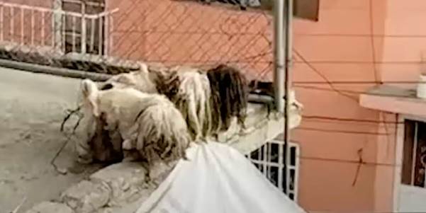 Tiny Scraps on the Shingles: The Rooftop Litter
