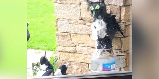 Accidental Idol: When a Farmer’s Bird Deterrent Attracted a Cult
