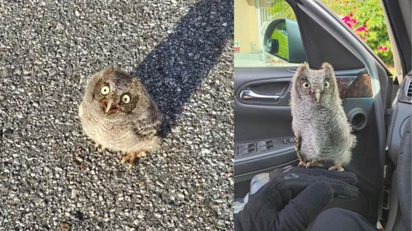The Detective Who Found a Fledgling: From Asphalt to Safety