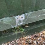 Eternally Tethered: The Unmistakable Messages from a Dog Across the Veil