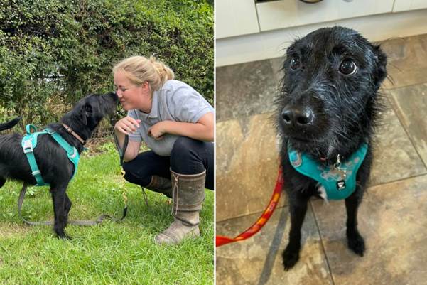 The Dog Condemned for Loving His Voice Finds a Family Who Finally Listens